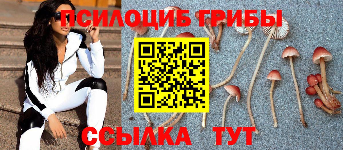 цена   Вход с VPN  Балашиха  Псилоцибиновые грибы Psilocybine cubensis 